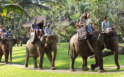 Mason Elephant Safari Ride